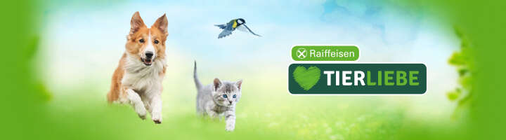 tierliebe hunde trockenfutter banner